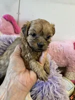 Marcy, a female Shihpoo for sale in Concordia, KS – 2 of 5