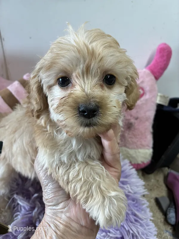 Ready to go Peaches  – Shihpoo, Poodle - Toy  puppy for sale in Concordia, KS