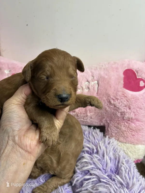 Archie – Goldendoodle puppy for sale in Concordia, KS