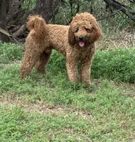 Archie, a male Goldendoodle for sale in Concordia, KS – Photo 3 of 8