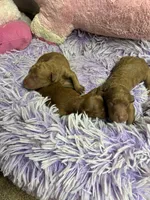 Archie, a male Goldendoodle for sale in Concordia, KS – Photo 7 of 8