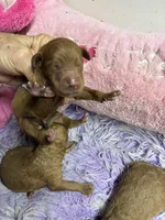 Archie, a male Goldendoodle for sale in Concordia, KS – Photo 5 of 8