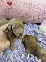 Archie, a male Goldendoodle for sale in Concordia, KS – Photo 2 of 8