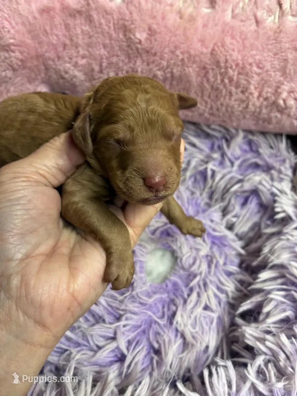 Archie – Goldendoodle puppy for sale in Concordia, KS