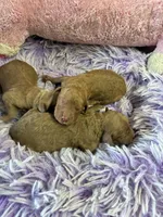 Archie, a male Goldendoodle for sale in Concordia, KS – Photo 6 of 8