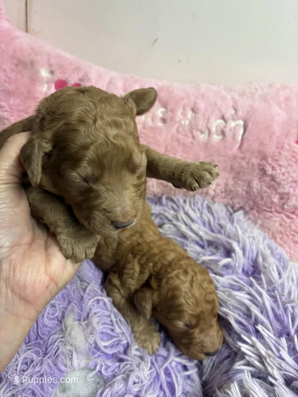 Archie – Goldendoodle puppy for sale in Concordia, KS