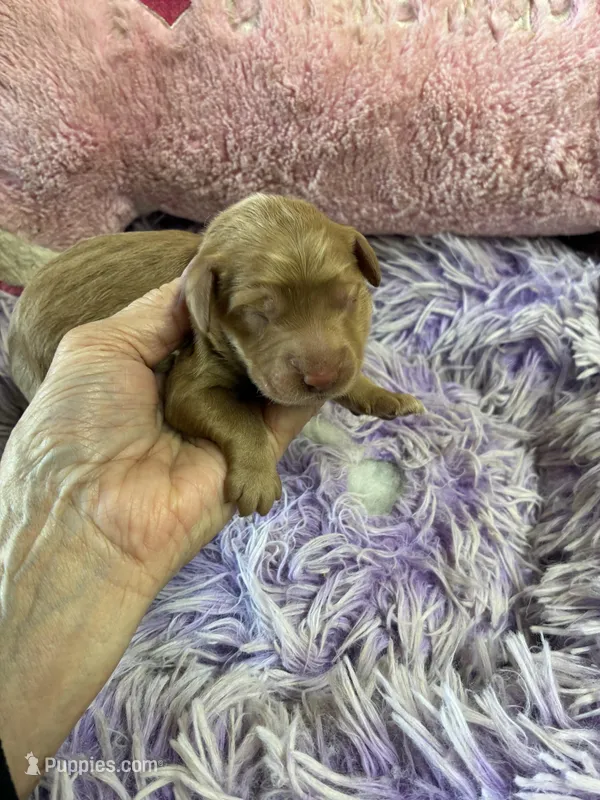 Archie – Goldendoodle puppy for sale in Concordia, KS