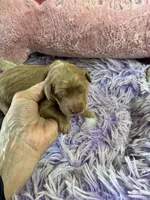 Archie, a male Goldendoodle for sale in Concordia, KS – Photo 4 of 8