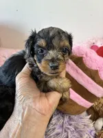 Mabel, a female Yorkipoo for sale in Concordia, KS – 3 of 6
