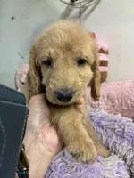 Violet, a female Goldendoodle for sale in Concordia, KS – 2 of 4