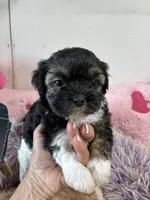 Candy , a female Shihpoo for sale in Concordia, KS – 4 of 6