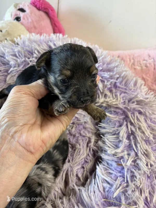 Angel  – Yorkipoo puppy for sale in Concordia, KS