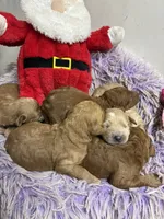 Christmas Joey, a male Goldendoodle for sale in Concordia, KS – 7 of 7
