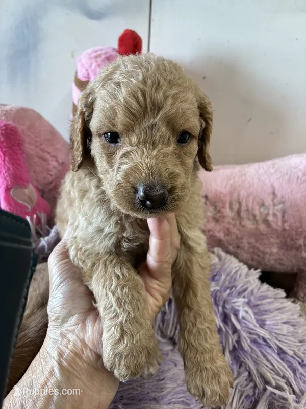 Maverick  – Goldendoodle puppy for sale in Concordia, KS