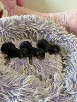 Ariel, a female Yorkipoo for sale in Concordia, KS – 4 of 7