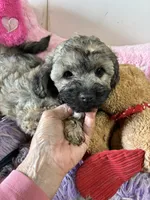 Ready to go Beau, a male Shihpoo and Shorkie for sale in Concordia, KS – 4 of 6