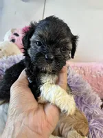 Kitty, a female Shihpoo for sale in Concordia, KS – 7 of 7