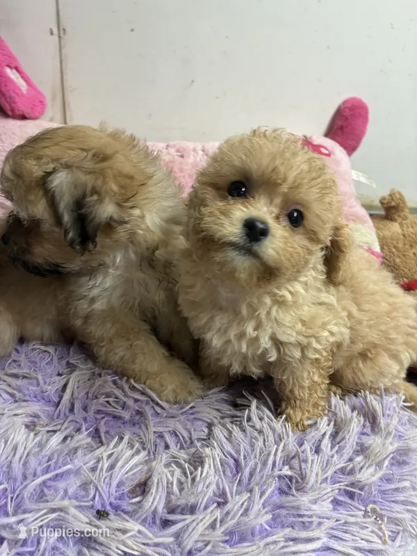 Nemo – Peekapoo puppy for sale in Concordia, KS