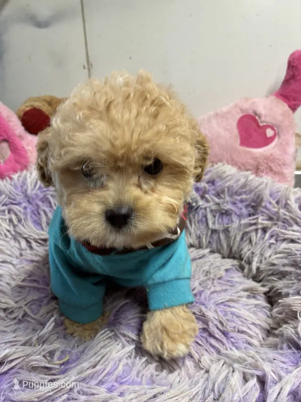 Nemo – Peekapoo puppy for sale in Concordia, KS