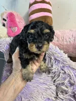 Georgia , a female Yorkipoo for sale in Concordia, KS – 2 of 4