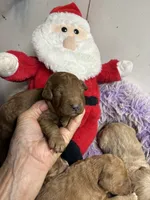 Christmas Joey, a male Goldendoodle for sale in Concordia, KS – 5 of 7