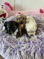 Snow White, a female Shihpoo for sale in Concordia, KS – 4 of 5