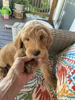 Sweet Summer , a female Goldendoodle for sale in Concordia, KS – 2 of 5