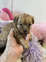 Marcy, a female Shihpoo for sale in Concordia, KS – 3 of 5