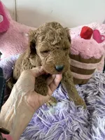 Gigi, a female Goldendoodle for sale in Concordia, KS – 4 of 8