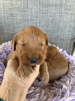 Easter Archie, a male Goldendoodle for sale in Concordia, KS – Photo 1 of 4