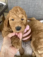 Roger, a male Goldendoodle for sale in Concordia, KS – Photo 6 of 6