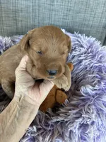 Roger, a male Goldendoodle for sale in Concordia, KS – Photo 3 of 6