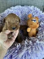 Roger, a male Goldendoodle for sale in Concordia, KS – Photo 5 of 6