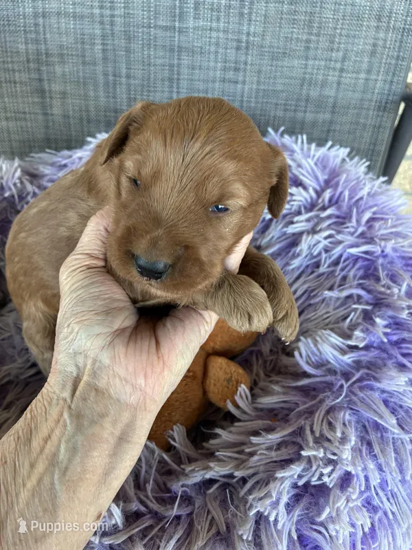 Roger, a male Goldendoodle for sale in Concordia, KS – Photo 1 of 6