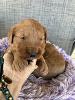 Easter Archie, a male Goldendoodle for sale in Concordia, KS – Photo 3 of 4