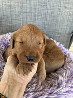 Easter Archie, a male Goldendoodle for sale in Concordia, KS – Photo 2 of 4