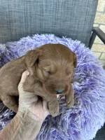 Roger, a male Goldendoodle for sale in Concordia, KS – Photo 2 of 6
