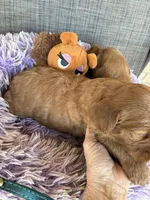 Easter Archie, a male Goldendoodle for sale in Concordia, KS – Photo 4 of 4