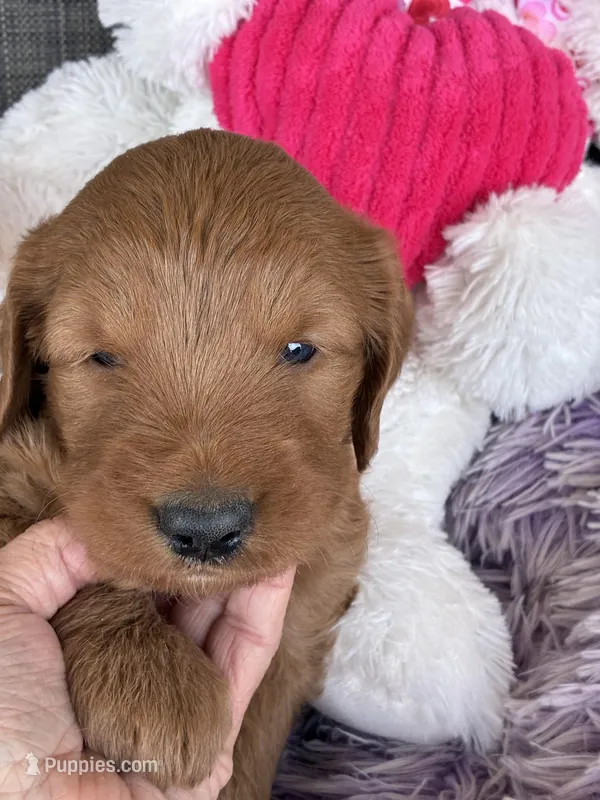  Archie – Goldendoodle puppy for sale in Concordia, KS
