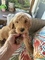 Sweet Summer , a female Goldendoodle for sale in Concordia, KS – 3 of 5