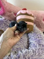 Bella, a female Shihpoo for sale in Concordia, KS – 7 of 10