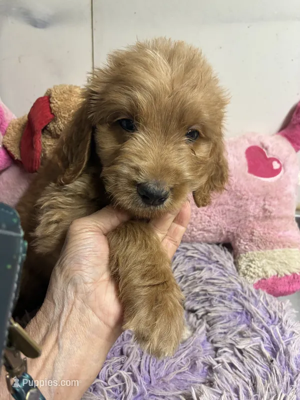 Archie – Goldendoodle puppy for sale in Concordia, KS