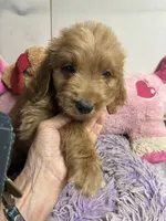 Archie, a male Goldendoodle for sale in Concordia, KS – 1 of 4
