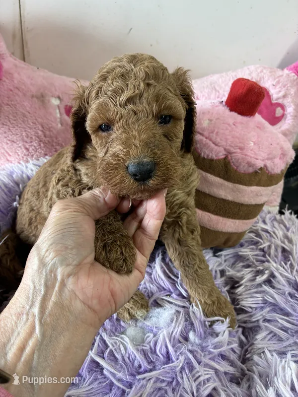 Vivian – Goldendoodle puppy for sale in Concordia, KS