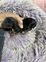Angel , a female Yorkipoo for sale in Concordia, KS – 4 of 7