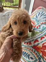 Summer , a female Goldendoodle for sale in Concordia, KS – 4 of 4