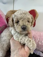 Butterball , a male Shihpoo for sale in Concordia, KS – 1 of 8