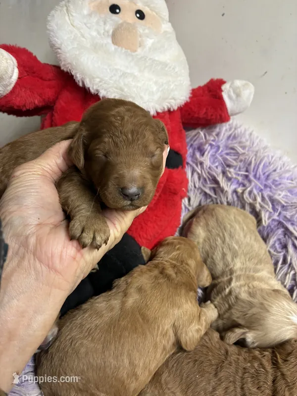 Christmas Joey – Goldendoodle puppy for sale in Concordia, KS