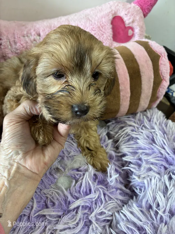 Ready to go Pumpkin  – Shihpoo puppy for sale in Concordia, KS