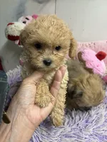 Archie , a male Poodle - Toy  for sale in Concordia, KS – 4 of 4
